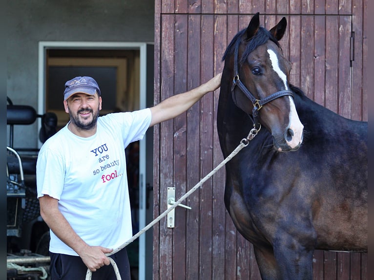 KWPN Caballo castrado 3 años 166 cm Negro in Kamnik