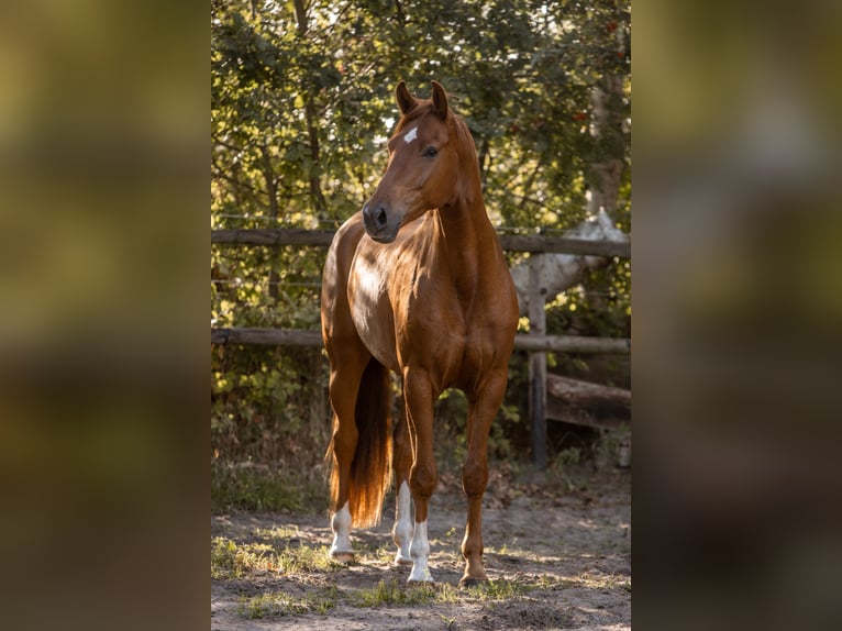 KWPN Caballo castrado 3 años 167 cm Alazán in Grasberg
