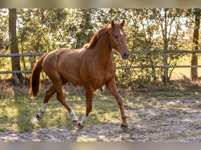 KWPN Caballo castrado 3 años 167 cm Alazán in Grasberg