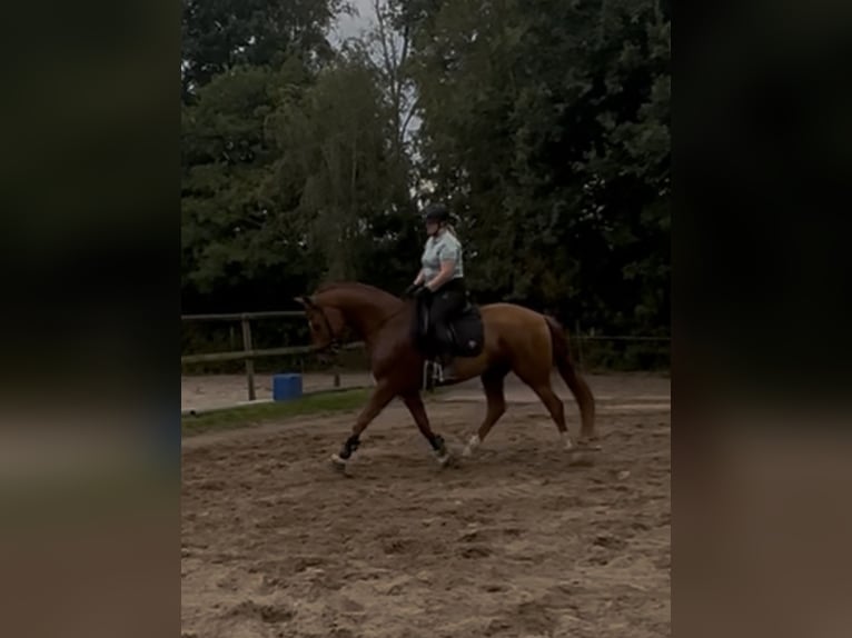 KWPN Caballo castrado 3 años 167 cm Alazán in Grasberg