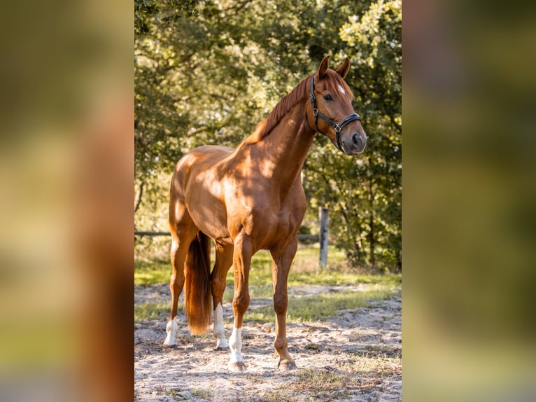 KWPN Caballo castrado 3 años 167 cm Alazán in Grasberg