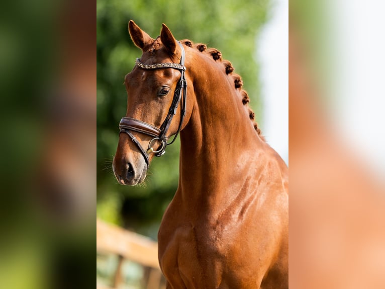 KWPN Caballo castrado 3 años 167 cm Alazán in Rotterdam