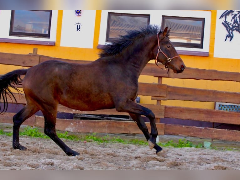 KWPN Caballo castrado 3 años 167 cm Castaño in Polenz KWPN Caballo castrado 3 años 167 cm Castaño in Polenz