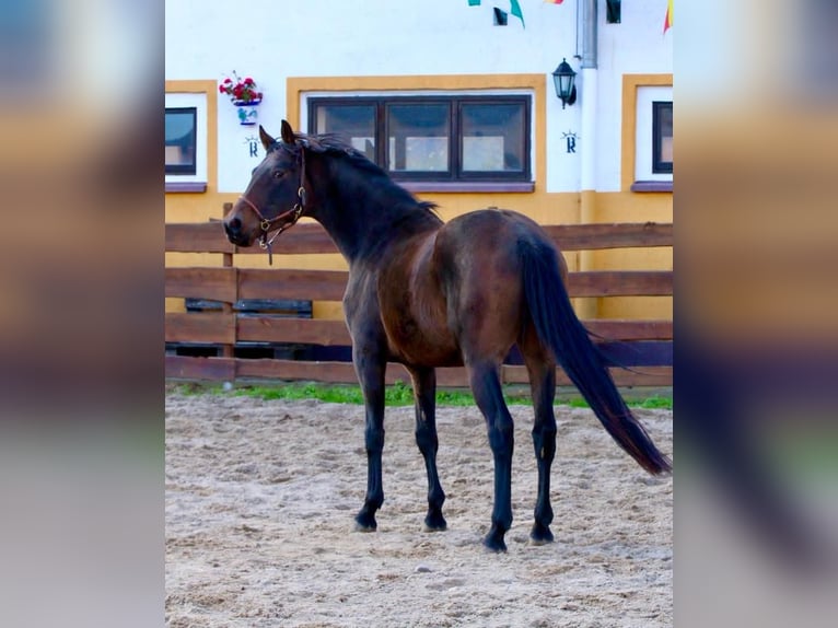 KWPN Caballo castrado 3 años 167 cm Castaño in Polenz KWPN Caballo castrado 3 años 167 cm Castaño in Polenz
