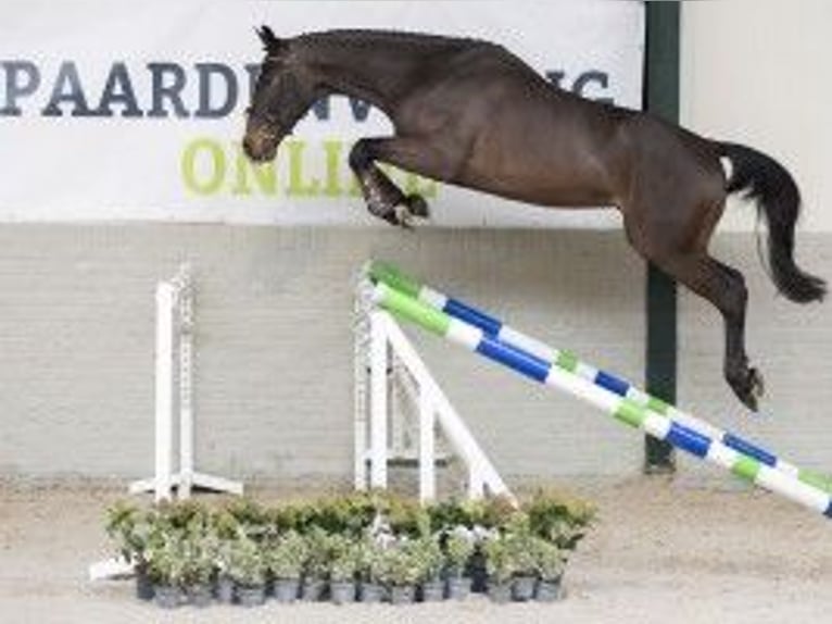 KWPN Caballo castrado 3 años 167 cm Castaño in Heerde