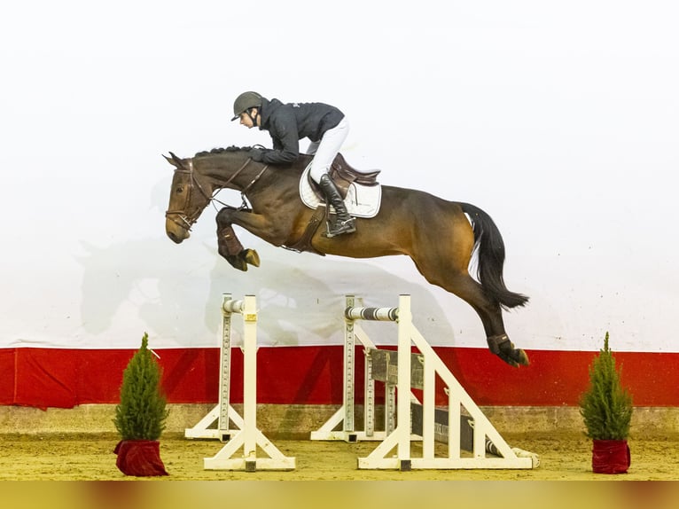 KWPN Caballo castrado 3 años 167 cm Castaño in Waddinxveen