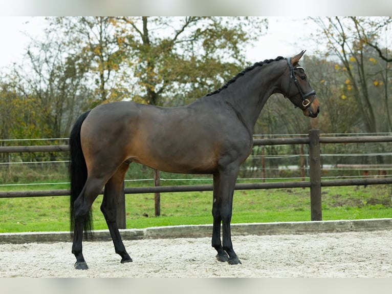 KWPN Caballo castrado 3 años 167 cm Castaño oscuro in Loon op Zand