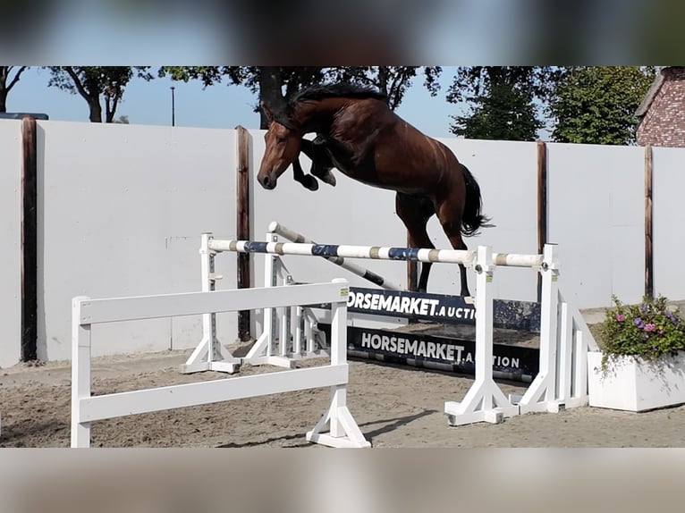 KWPN Caballo castrado 3 años 167 cm Castaño rojizo in Waddinxveen