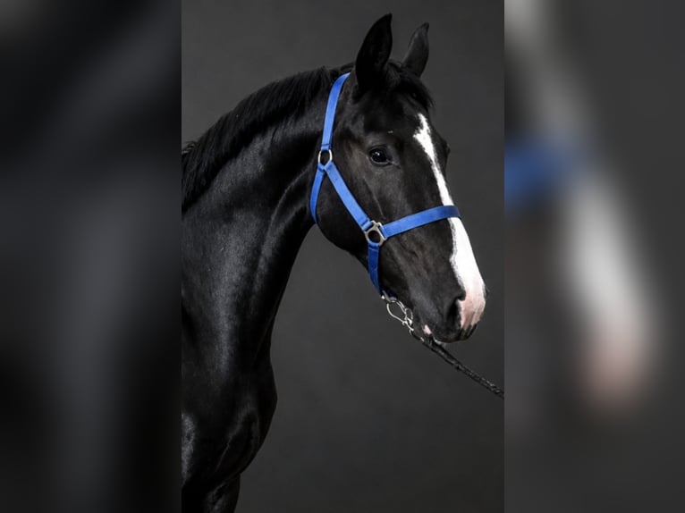 KWPN Caballo castrado 3 años 167 cm Negro in Königsbach-Stein