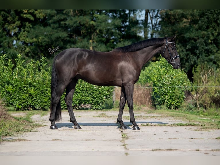 KWPN Caballo castrado 3 años 167 cm Negro in Weert