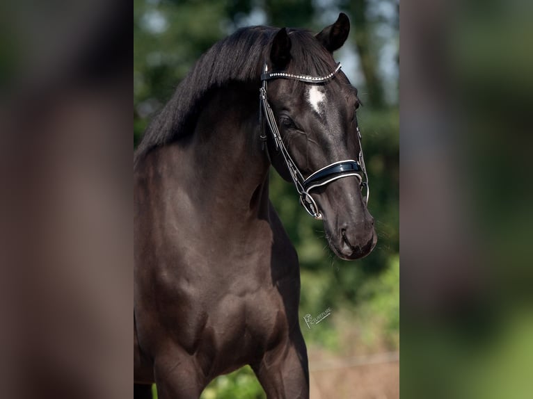 KWPN Caballo castrado 3 años 167 cm Negro in Weert