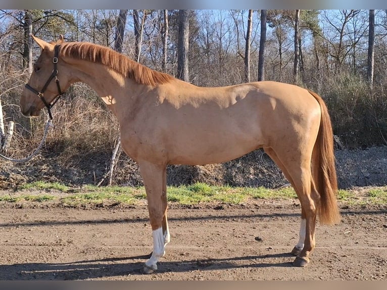 KWPN Caballo castrado 3 años 168 cm Alazán in Asten