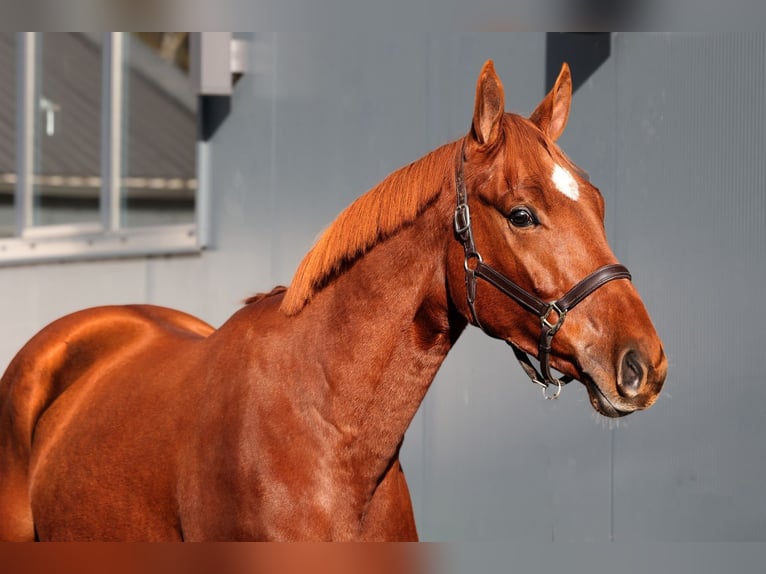 KWPN Caballo castrado 3 años 168 cm Alazán in Bladel