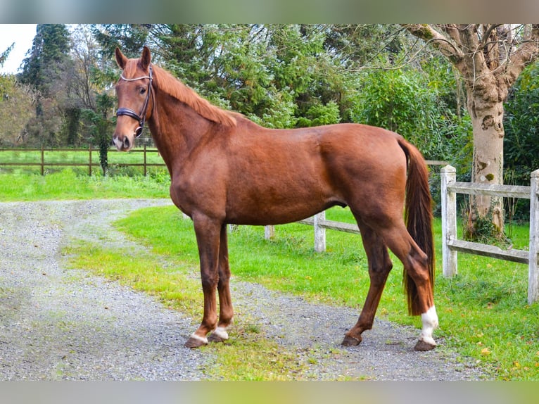 KWPN Caballo castrado 3 años 168 cm Alazán-tostado in MARIGNY LE LOZON
