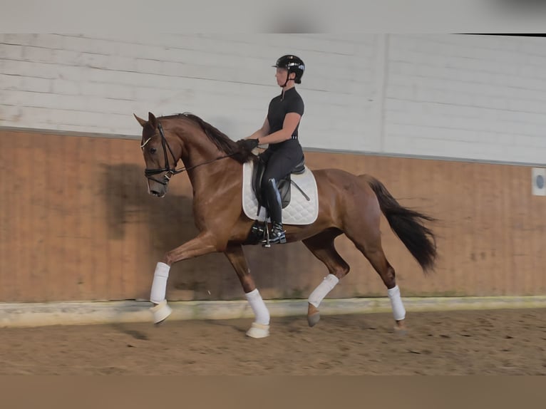 KWPN Caballo castrado 3 años 168 cm Alazán-tostado in Lippetal