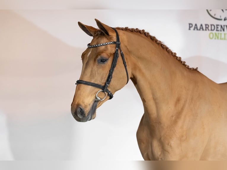 KWPN Caballo castrado 3 años 168 cm Alazán-tostado in Heerde