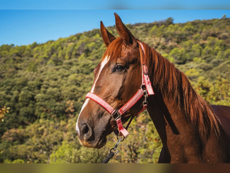 KWPN Caballo castrado 3 años 168 cm in Santo Tome