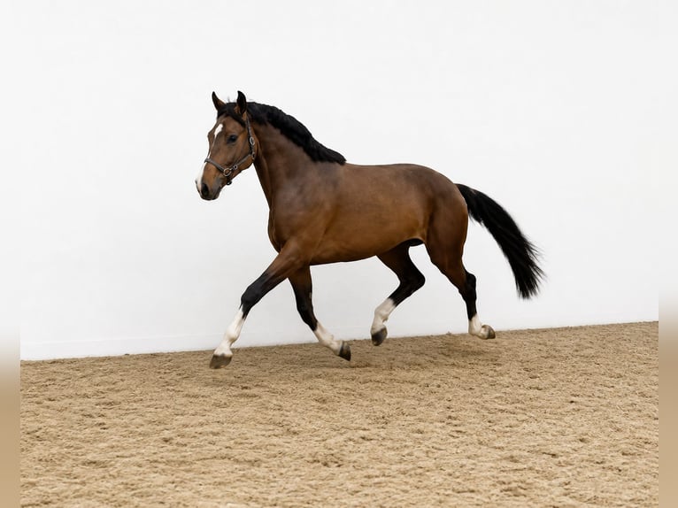 KWPN Caballo castrado 3 años 168 cm Castaño in Königsbach-Stein