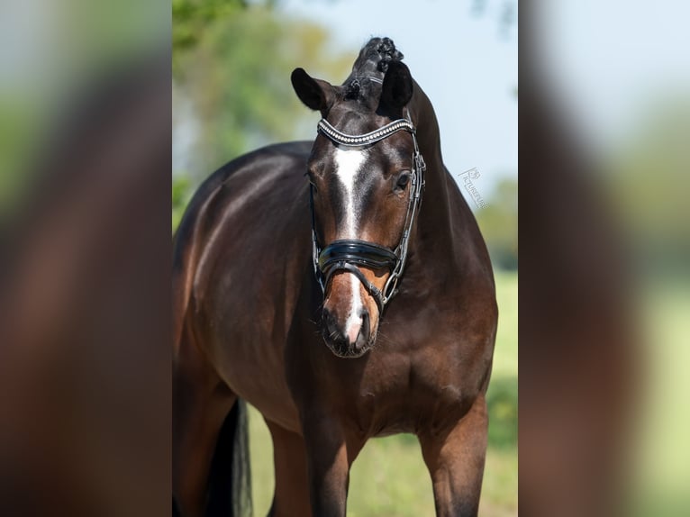 KWPN Caballo castrado 3 años 168 cm Castaño in Peer