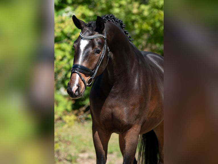 KWPN Caballo castrado 3 años 168 cm Castaño in Peer