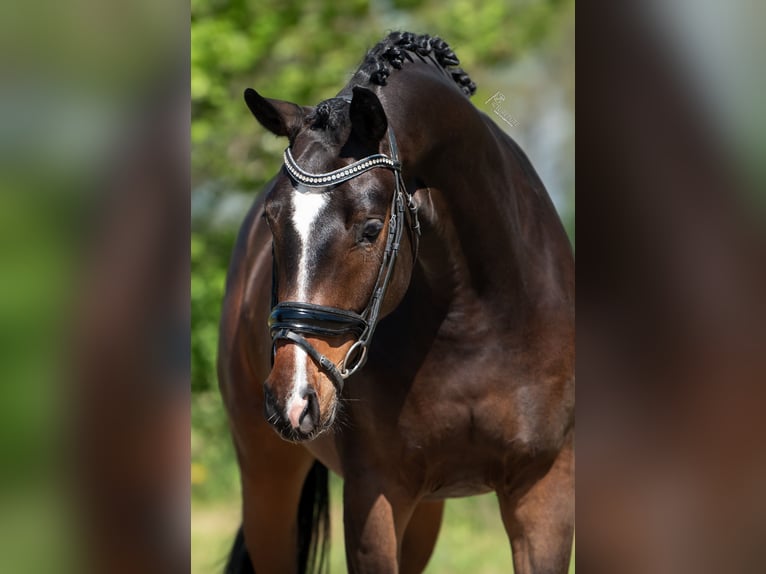 KWPN Caballo castrado 3 años 168 cm Castaño in Peer