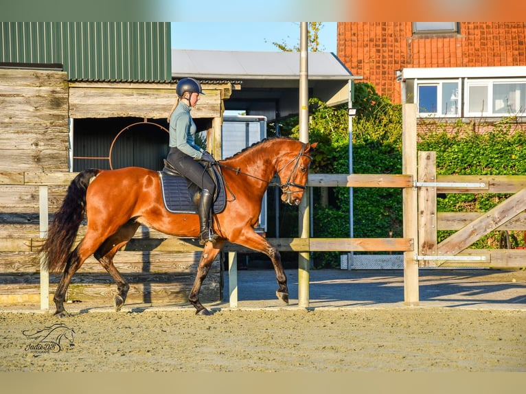 KWPN Caballo castrado 3 años 168 cm Castaño in Ridderkerk