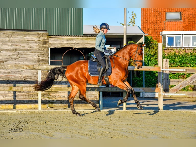 KWPN Caballo castrado 3 años 168 cm Castaño in Ridderkerk