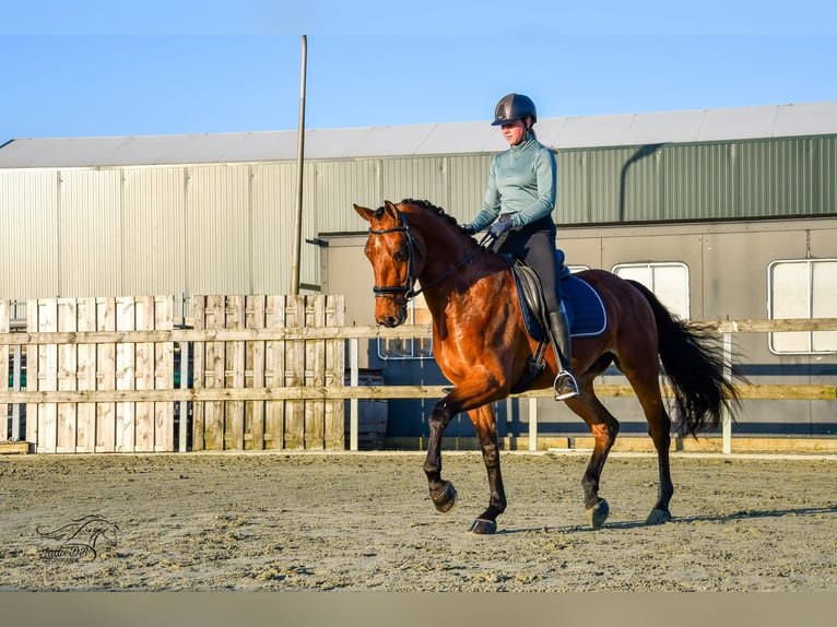 KWPN Caballo castrado 3 años 168 cm Castaño in Ridderkerk