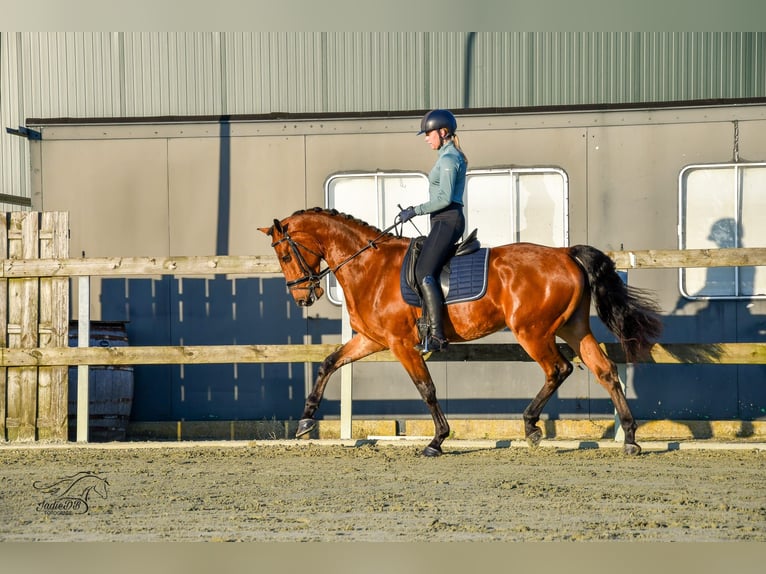 KWPN Caballo castrado 3 años 168 cm Castaño in Ridderkerk