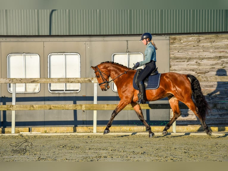 KWPN Caballo castrado 3 años 168 cm Castaño in Ridderkerk