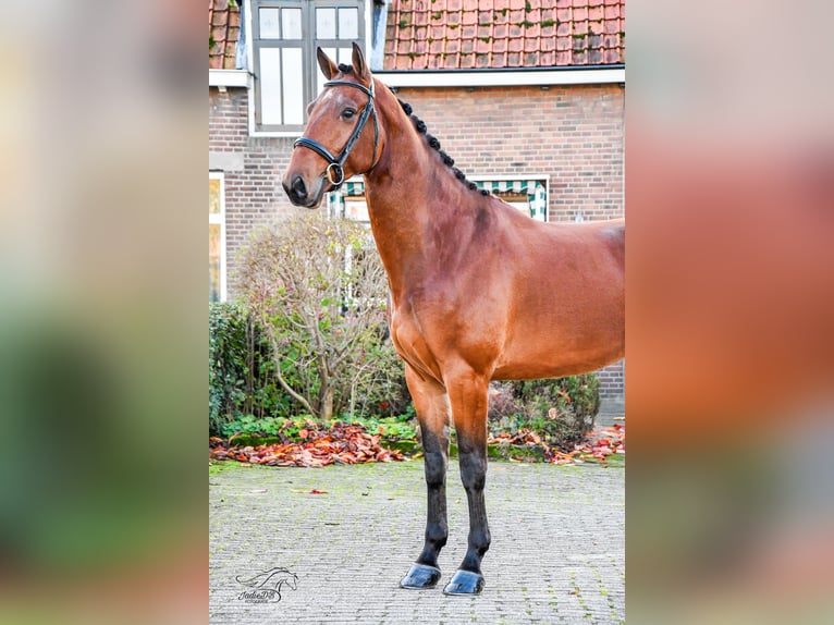 KWPN Caballo castrado 3 años 168 cm Castaño in Ridderkerk