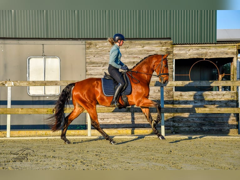 KWPN Caballo castrado 3 años 168 cm Castaño in Ridderkerk