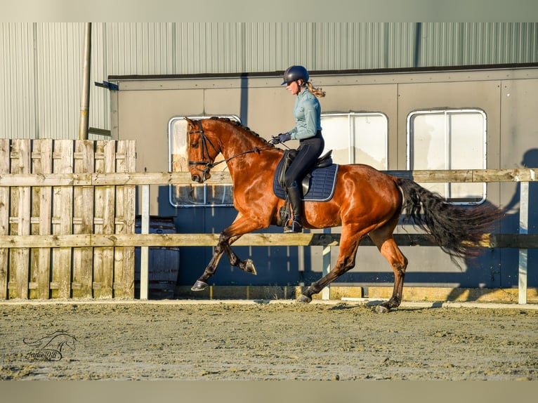 KWPN Caballo castrado 3 años 168 cm Castaño in Ridderkerk