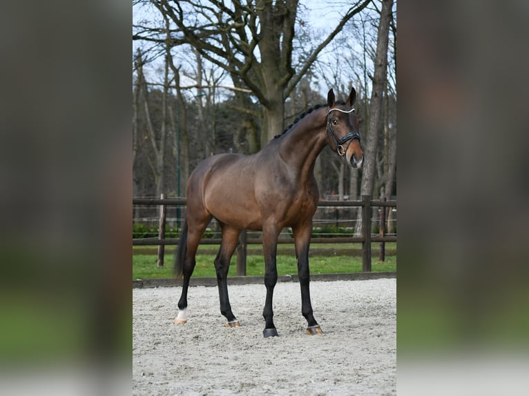 KWPN Caballo castrado 3 años 168 cm Castaño oscuro in Loon op Zand