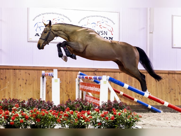 KWPN Caballo castrado 3 años 168 cm Castaño oscuro in Ommen