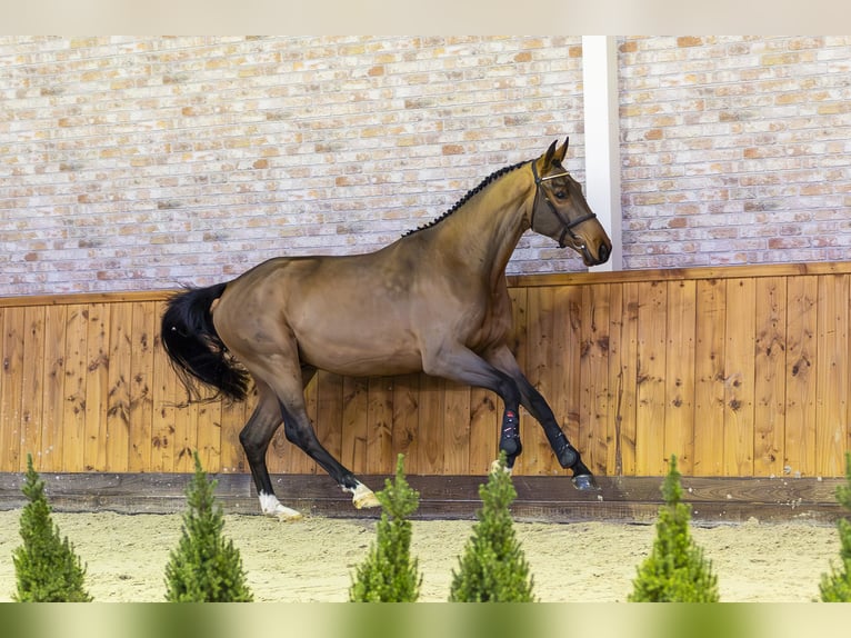 KWPN Caballo castrado 3 años 168 cm Castaño oscuro in Ommen