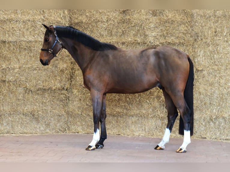 KWPN Caballo castrado 3 años 168 cm Castaño oscuro in Moergestel