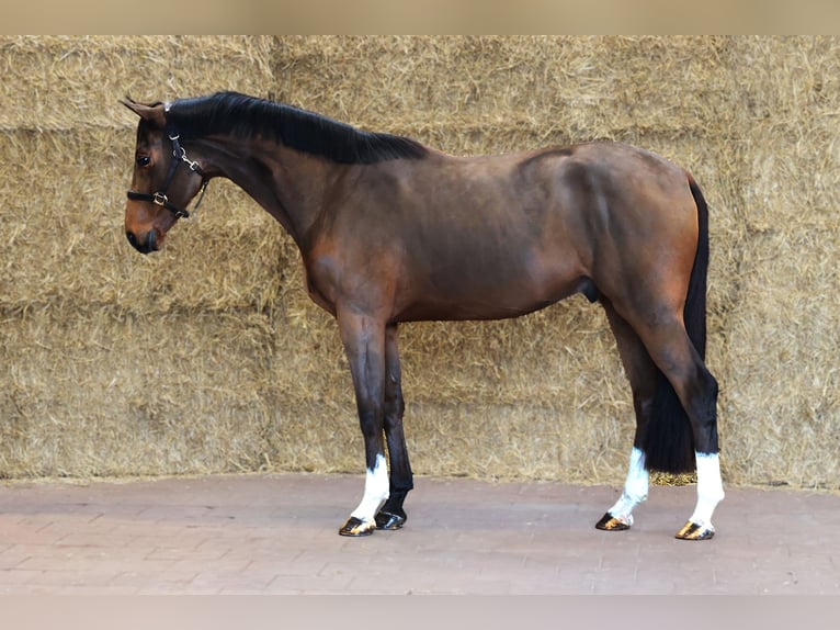 KWPN Caballo castrado 3 años 168 cm Castaño oscuro in Moergestel