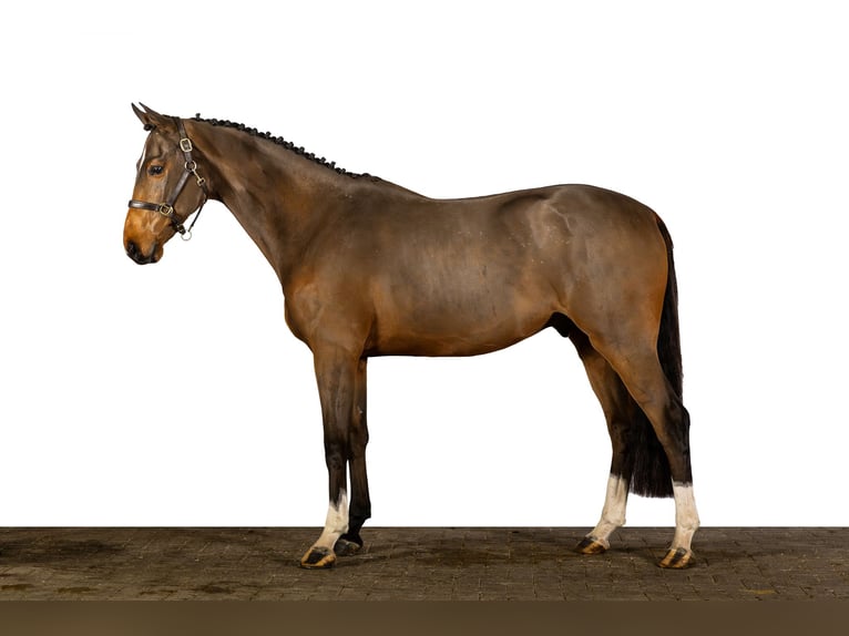 KWPN Caballo castrado 3 años 168 cm Castaño oscuro in Ommen