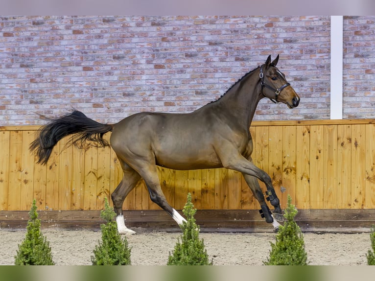 KWPN Caballo castrado 3 años 168 cm Castaño oscuro in Ommen