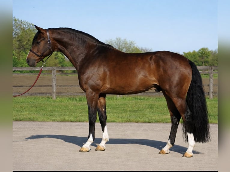 KWPN Caballo castrado 3 años 168 cm Castaño rojizo in Lendava/Lendva