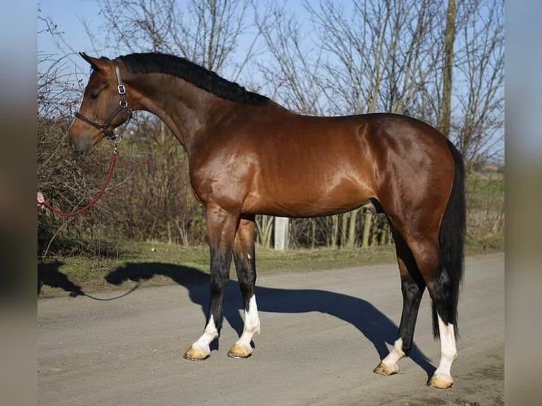 KWPN Caballo castrado 3 años 168 cm Castaño rojizo in Romania