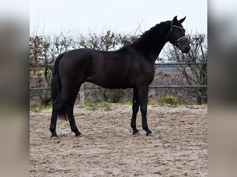 KWPN Caballo castrado 3 años 168 cm Morcillo in Prinsenbeek