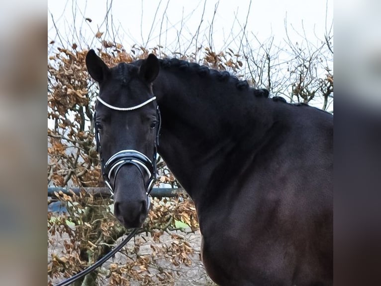 KWPN Caballo castrado 3 años 168 cm Morcillo in Prinsenbeek