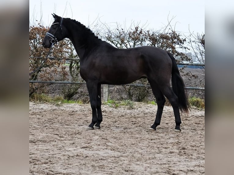 KWPN Caballo castrado 3 años 168 cm Morcillo in Prinsenbeek