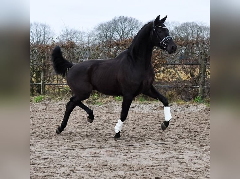 KWPN Caballo castrado 3 años 168 cm Morcillo in Prinsenbeek