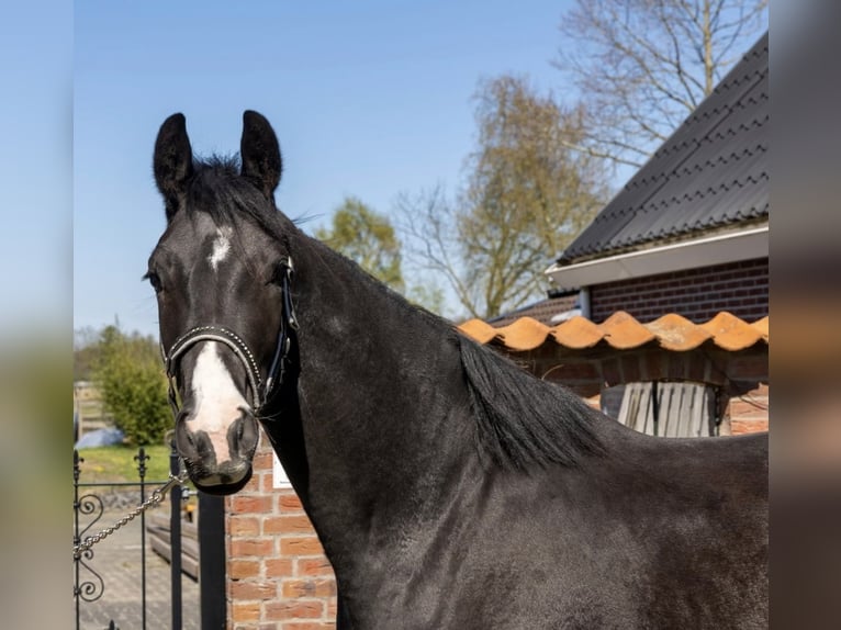 KWPN Caballo castrado 3 años 168 cm Morcillo in Wedde