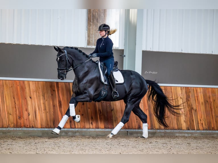 KWPN Caballo castrado 3 años 168 cm Negro in Andijk