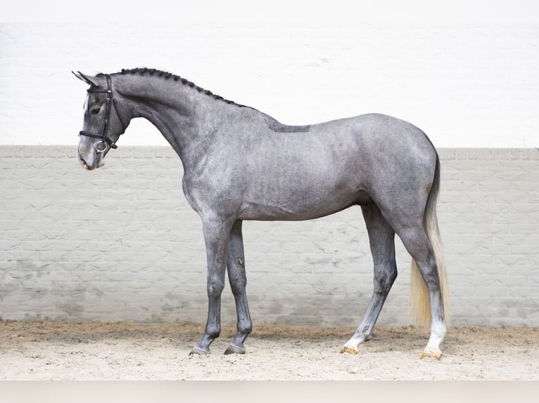 KWPN Caballo castrado 3 años 168 cm Tordo in Heerde