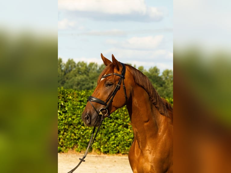 KWPN Caballo castrado 3 años 169 cm Alazán in Voorst